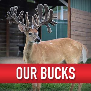 Our Bucks